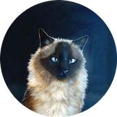 Fluffy cat live wallpaper 1.0