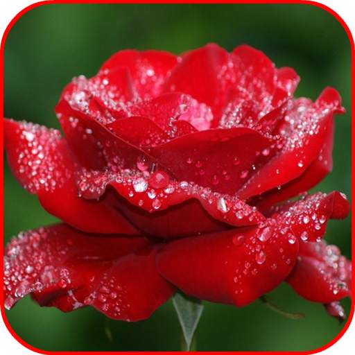 Stylish Flower Images 1.17