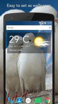 HD Live Bird Wallpaper screenshot 5
