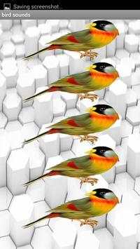 Bird sound screenshot 4