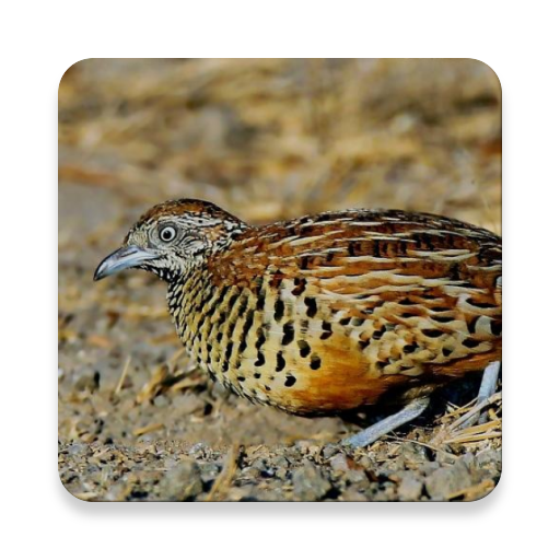 Buttonquail बर्ड ध्वनि ~ Sclip.app आइकन