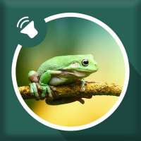 Frog Sounds