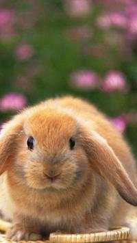 Rabbits Wallpapers screenshot 14