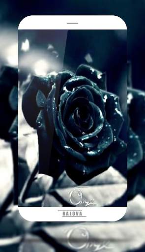 Black Rose Wallpaper screenshot 3