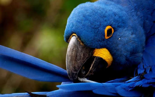 Macaw Bird HD Wallpaper screenshot 3