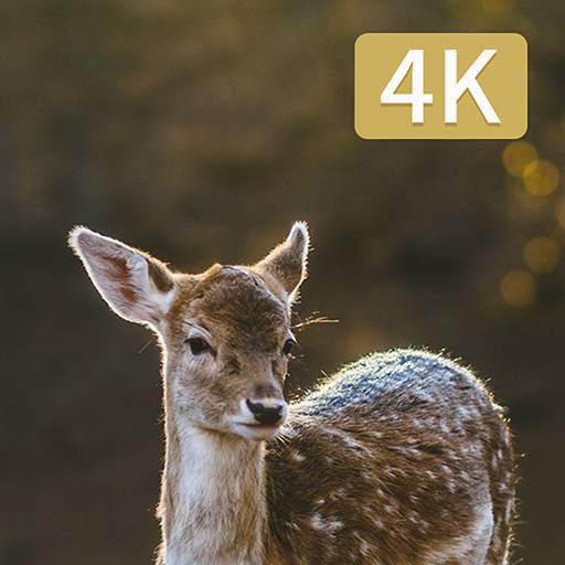 Hunting Camera 4K 1.0.2