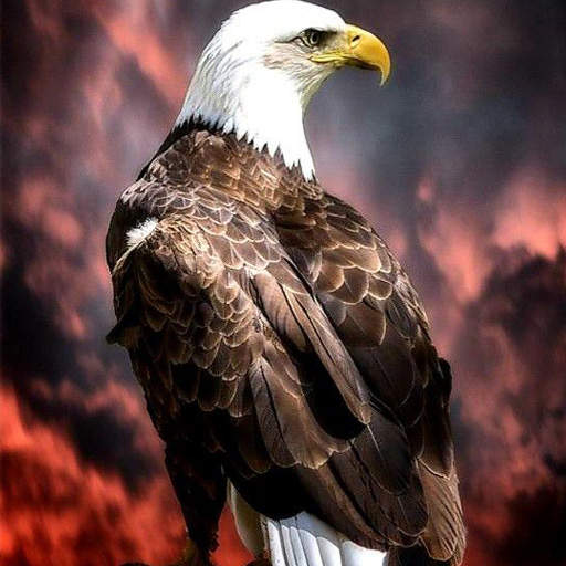 Eagle Wallpaper 1.0.3