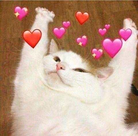 Cute cats beautiful Wallpaper screenshot 3