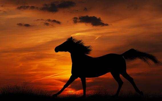 Horse Wallpapers screenshot 21