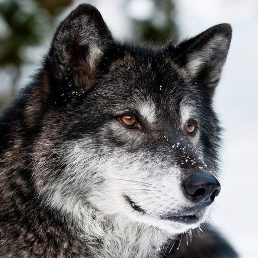 Wolves Live Wallpapers 1.9