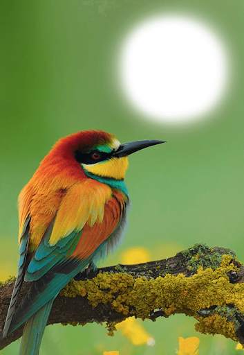 Birds Photo Frames HD स्क्रीनशॉट 2