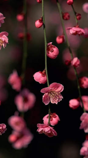 Beautiful Spring Wallpaper screenshot 3