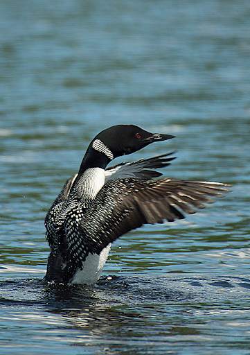 Appp.io - Loon Bird Sounds screenshot 1