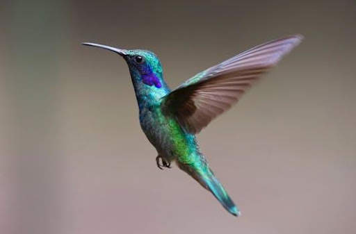 Birds Images App screenshot 2