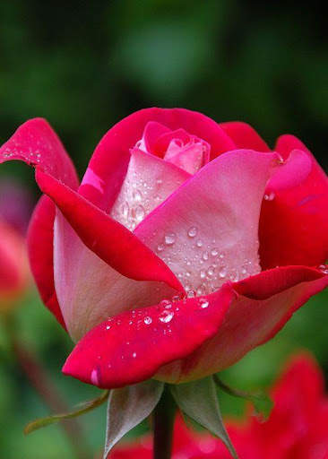 Rose Wallpaper screenshot 7