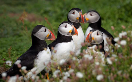 Atlantic Puffin Bird Wallpapers HD screenshot 4