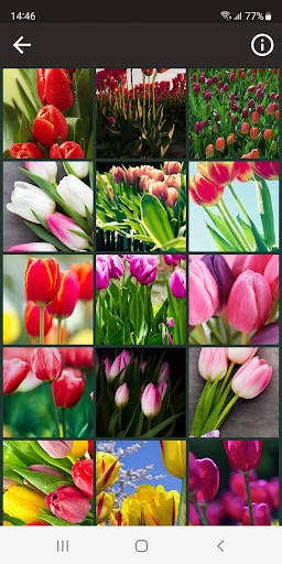 Tulips HD wallpaper screenshot 1