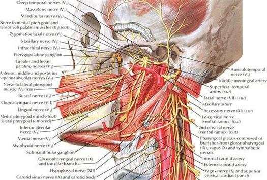 Anatomy Atlas screenshot 3