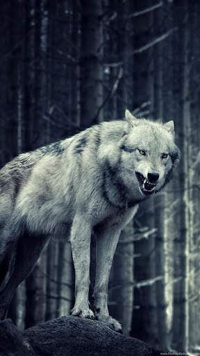 Wolf Wallpaper screenshot 11
