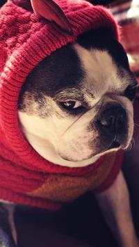 Funny Dog ScreenLock screenshot 3