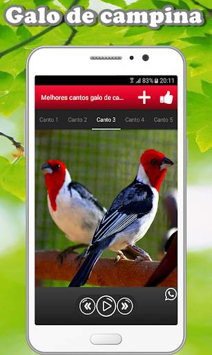Song of galo de campina screenshot 3