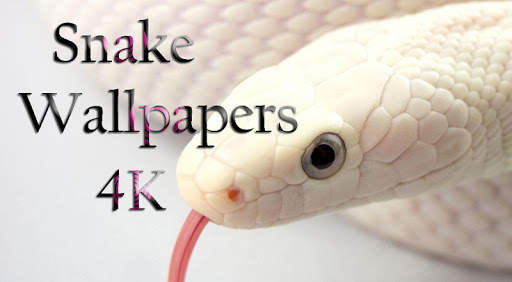 Snake Wallpaper HD screenshot 2