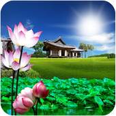 Lotus live wallpaper 1.0