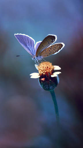 Macro HD Wallpaper screenshot 11