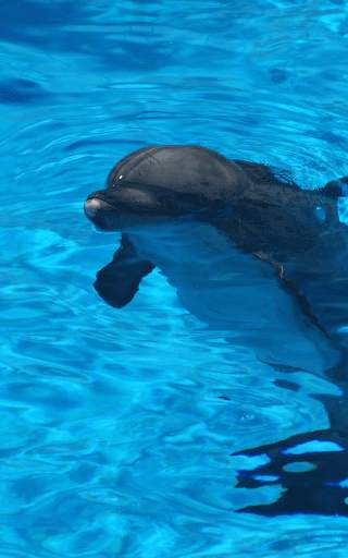 Dolphin Live Wallpaper HD screenshot 5