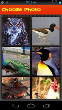 Puzzle Game: Bird Puzzle screenshot 4