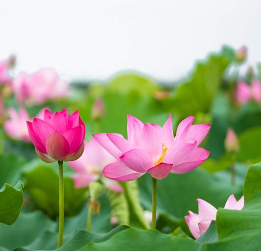 Lotus Wallpaper screenshot 5