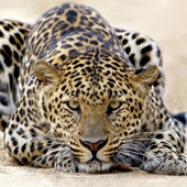Fotos de Animales icon