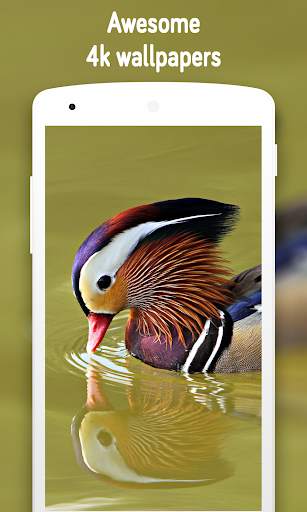 Animal & Birds Wallpaper (4k) स्क्रीनशॉट 7