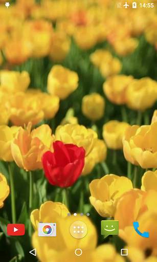 Tulips Video Live Wallpaper screenshot 4
