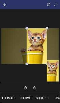 Kittens Wallpapers screenshot 2
