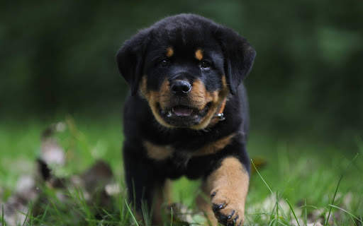 Rottweiler Wallpaper: Dog Wallpapers screenshot 5