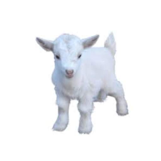 Goat Baby Simulator Game Free Download 1.0