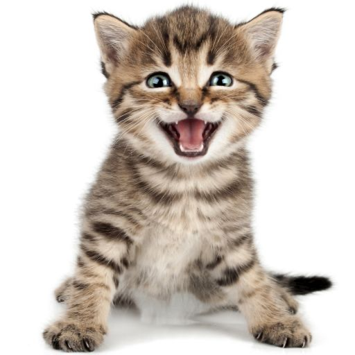 Cat Sounds Ringtones Purr icon