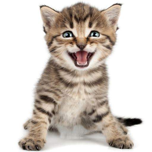 Cat Sounds Ringtones Purr 1.2-1106
