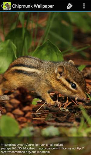 Chipmunk Wallpaper screenshot 8