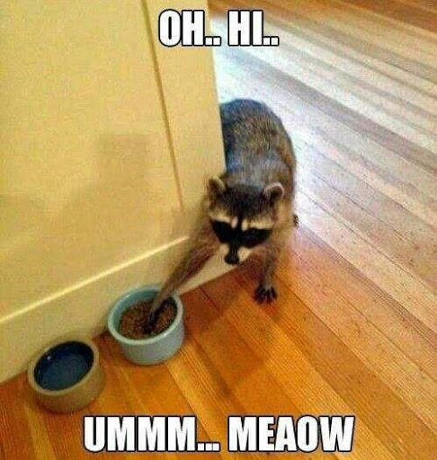 Funny Animal Meme screenshot 3
