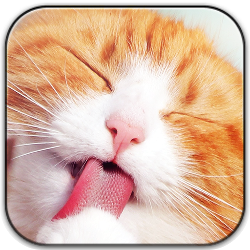 Cute Cat Wallpapers icon
