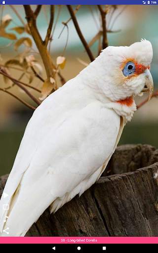 Bird Sounds स्क्रीनशॉट 12