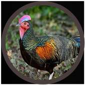mp3 Suara Ayam Hutan on 9Apps