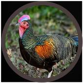 mp3 Suara Ayam Hutan 3.0