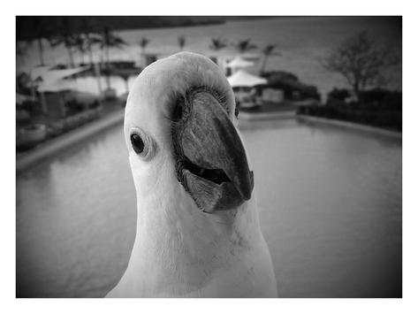 Cockatoo Bird Wallpaper HD screenshot 2