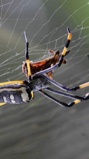 Spider Wallpapers HD & 4k Backgrounds screenshot 6