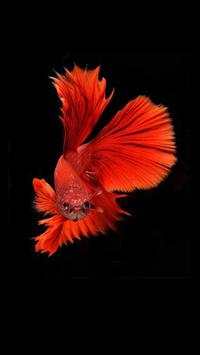 Cute Betta Fish Wallpapers screenshot 4