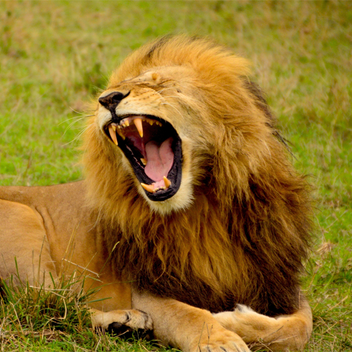 Animal Sounds icon