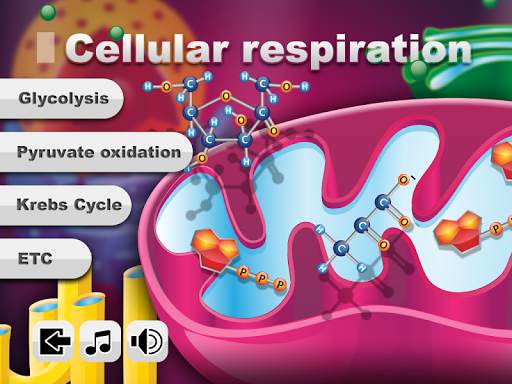 Biology Cellular Respiration screenshot 6